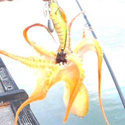 焼津　小川にて、ダイソーエギ投げたらタコがすぐに釣れる